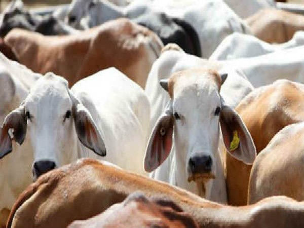  ಹಸು ತೇಕಿನಿಂದ ಏನು ಸಮಸ್ಯೆ?