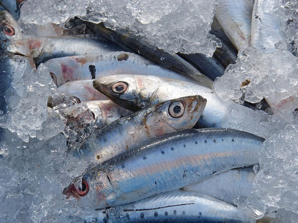  ಮಂಗಳೂರು ಬಂದರಿನಲ್ಲಿ ಮೀನುಗಳ ದರ: ಅಕ್ಟೋಬರ್ 9 (ಕೆಜಿ)