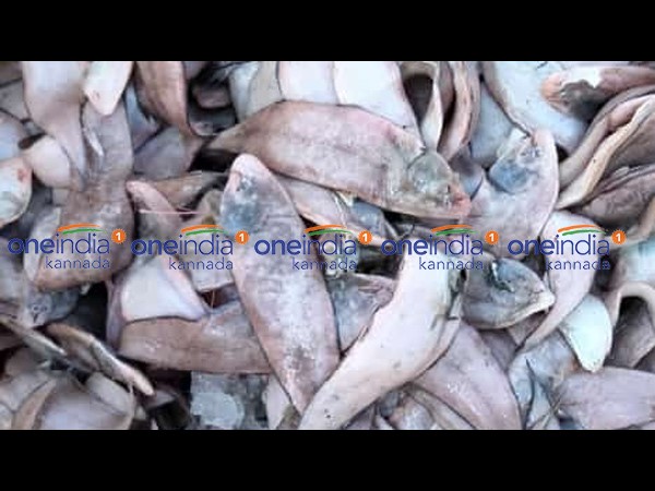  ಇತರೆ ಮೀನುಗಳ ದರ