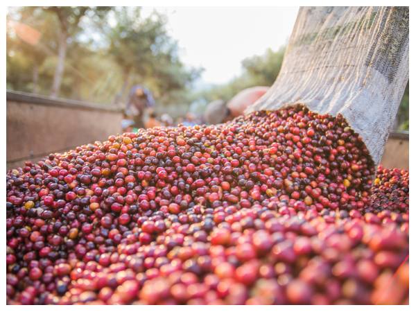  ಮಲ್ನಾಡ್ ಕಾಫಿ, ಬಾಳುಪೇಟೆ mass