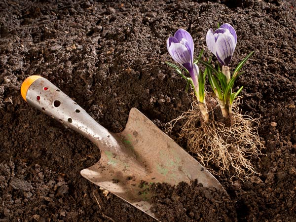 MUDREMANE COFFEE &SPICES Mudigere- 