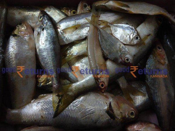  ಮಂಗಳೂರು ಬಂದರಿನಲ್ಲಿ ಮೀನುಗಳ ದರ: ಜನವರಿ 10 (ಕೆಜಿ)