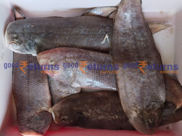  ಮೀನಿನ ದರದ ಮೇಲೆ ಪ್ರಭಾವ ಬೀರುವ ಅಂಶ