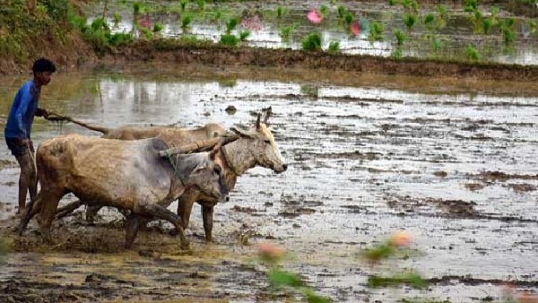 Economic Survey 2023: ಕೃಷಿ ವಲಯದ ಸಾಮರ್ಥ್ಯ ಪ್ರತಿನಿಧಿಸುತ್ತದೆ: ವಿಶ್ಲೇಷಕರು