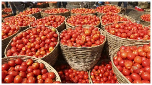  Tomato Price Hike: ಟೊಮೆಟೊ ದರ ಶೀಘ್ರ ಕಡಿಮೆಯಾಗದು, ಯಾಕೆ, ಕಾರಣವೇ