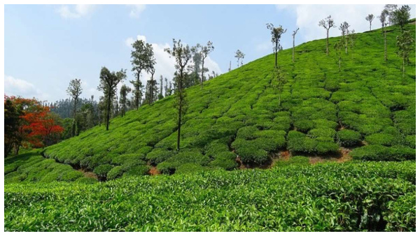 ಏನಿದು ಕೃಷಿ ಅರಣ್ಯ ಪ್ರೋತ್ಸಾಹ ಯೋಜನೆ, ಯಾರಿಗೆ ಲಾಭ?