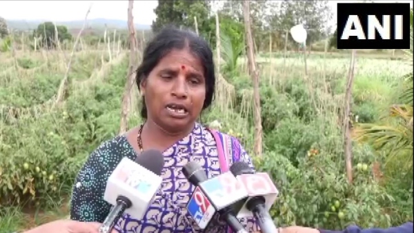 ರೈತನ ಹೊಲಕ್ಕೆ ಕಳ್ಳರ ಕನ್ನ: ₹2.5 ಲಕ್ಷ ಟೊಮೆಟೊ ಕಳವು 