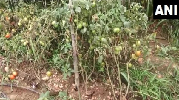 ರೈತನ ಹೊಲಕ್ಕೆ ಕಳ್ಳರ ಕನ್ನ: ₹2.5 ಲಕ್ಷ ಟೊಮೆಟೊ ಕಳವು 