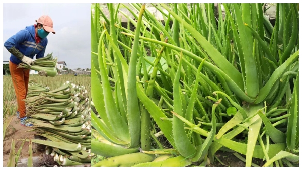  ಸರ್ಕಾರಿ ನೌಕರಿ ತ್ಯಜಿಸಿ ಅಲೋವೆರಾ ಬೆಳೆದು ಮಿಲಿಯನೇರ್ ಆದ!