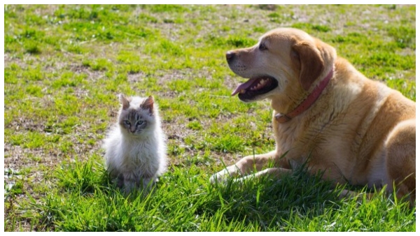  ಕಡಿಮೆ ಬಂಡವಾಳದೊಂದಿಗೆ ಹೆಚ್ಚು ಗಳಿಸುವ ಬ್ಯುಸಿನೆಸ್ ಐಡಿಯಾ ಇಲ್ಲಿದೆ!