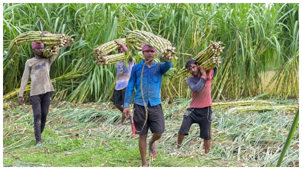  7 ವರ್ಷಗಳಲ್ಲಿ ಮೊದಲ ಬಾರಿಗೆ ಸಕ್ಕರೆ ರಫ್ತು ನಿಷೇಧ ಸಾಧ್ಯತೆ, ಕಾರಣ?
