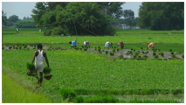  ಪಿಎಂ ಕಿಸಾನ್‌ನ 15ನೇ ಕಂತು ಶೀಘ್ರ ಲಭ್ಯ, ಹೇಗೆ ಅರ್ಜಿ ಸಲ್ಲಿಸುವುದು?