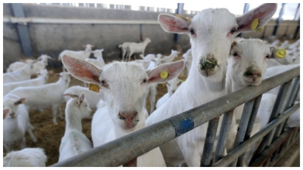  ಮೇಕೆ ಸಾಕಾಣಿಕೆಗೆ ಸರ್ಕಾರದಿಂದ ಸಿಗುವ ಉತ್ತೇಜನಗಳೇನೇನು?