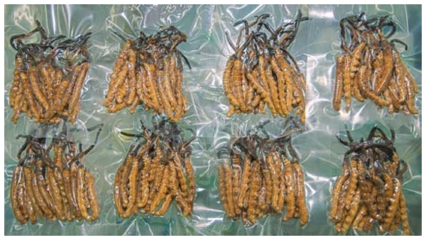  ಹಿಮಾಲಯದಲ್ಲಿದೆ ವಿಶ್ವದ ದುಬಾರಿ ಗಿಡಮೂಲಿಕೆ, ಬೆಲೆ ಗೊತ್ತಾ?!