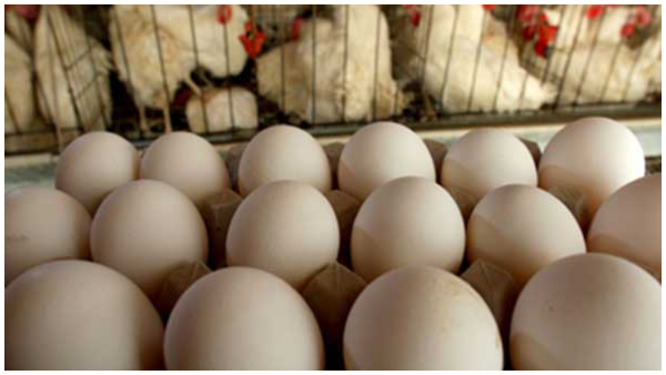  ಮೊಟ್ಟೆ, ಕೋಳಿ ಬೆಲೆ ಜಿಗಿತ, ಗಗನಕ್ಕೇರಲಿದೆ ದರ, ಎಷ್ಟಾಗಲಿದೆ?! 