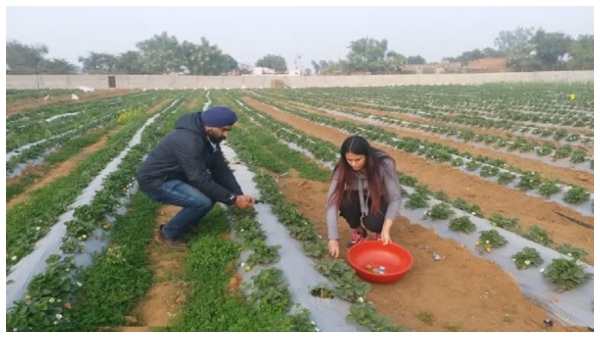  ಬಂಜರು ಭೂಮಿಯಲ್ಲಿ ಸ್ಟ್ರಾಬೆರಿ ಬೆಳೆದ ಕಾನೂನು ಪದವೀಧರೆ ಆದಾಯವಿಷ್ಟು!