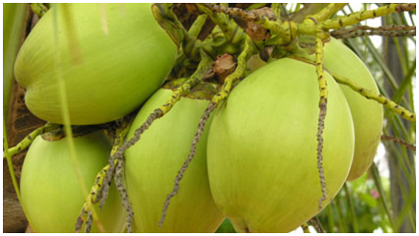  ಬೆಂಗಳೂರಿನಲ್ಲಿ ರಾತ್ರೋರಾತ್ರಿ 900 ಎಳೆನೀರು ಕಳವು!