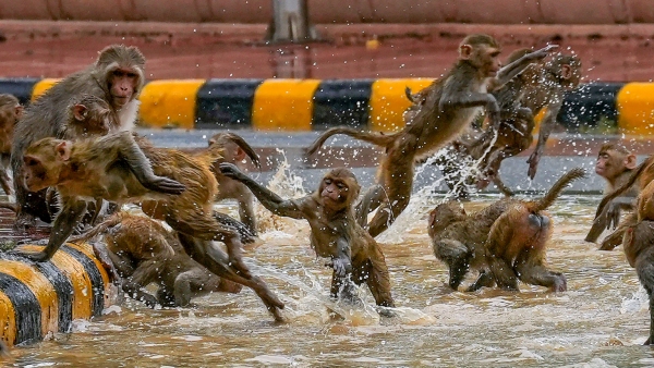 ಕೇರಳದಲ್ಲಿ ಯೆಲ್ಲೋ ಅಲರ್ಟ್‌: ಕರ್ನಾಟಕದ ಮಳೆ ವಿವರ ತಿಳಿಯಿರಿ 