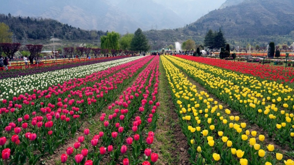 ಪ್ರವಾಸಿಗರನ್ನು ಸ್ವಾಗತಿಸಲು ಏಷ್ಯಾದ ಅತಿದೊಡ್ಡ ಟುಲಿಪ್ ಉದ್ಯಾನ ಸಿದ್ಧ