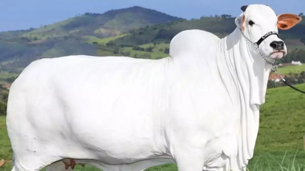 40 ಕೋಟಿ ಗೆ ಮಾರಾಟವಾದ ಭಾರತ ಮೂಲದ ನೆಲ್ಲೂರು ಹಸು 