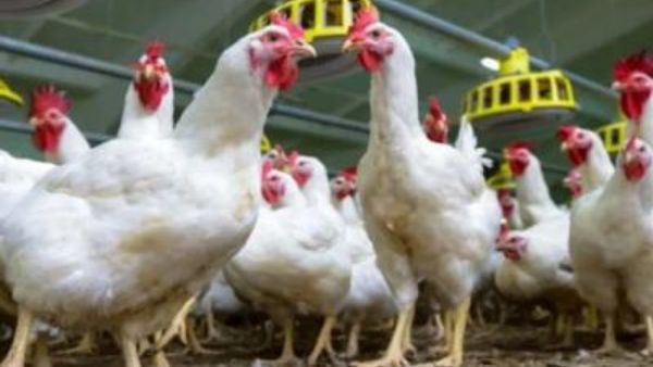 ನಾಳೆ ಬೆಂಗಳೂರಿನಲ್ಲಿ ಚಿಕನ್‌, ಮಟನ್‌ ಮಾರಾಟಕ್ಕೆ ನಿಷೇಧ 