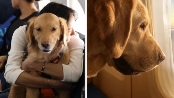 ಶ್ವಾನಗಳಿಗಾಗಿ ಆರಂಭವಾಯ್ತು ವಿಶ್ವದ ಮೊದಲ ಏರ್ ಲೈನ್ 