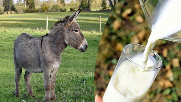 ಕತ್ತೆ ಹಾಲು ಏಕೆ ದುಬಾರಿ ಗೊತ್ತಾ, ಇಲ್ಲಿದೆ ಆಸಕ್ತಿಕರ ಸಂಗತಿ 