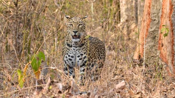 ಜೂನ್ ಅಂತ್ಯದಿಂದ ಬೆಂಗಳೂರಿನ ಸಮೀಪ ಚಿರತೆ ಸಫಾರಿ 