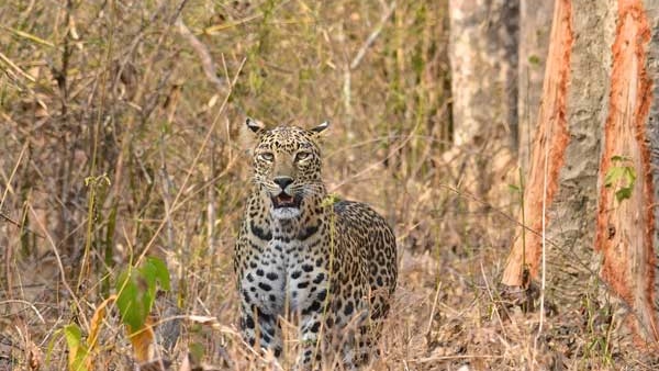 ಬನ್ನೇರುಘಟ್ಟ ಉದ್ಯಾನವನದಲ್ಲಿ ಚಿರತೆ ಸಫಾರಿ ಆರಂಭ ಬನ್ನೇರುಘಟ್ಟ ಉದ್ಯಾನವನದಲ್ಲಿ ಚಿರತೆ ಸಫಾರಿ ಆರಂಭ