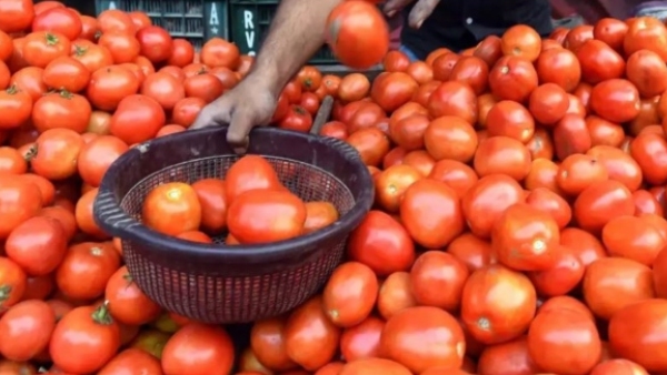 ಮುಂದಿನ ದಿನಗಳಲ್ಲಿ ಟೊಮೆಟೊ ಬೆಲೆ ಇಳಿಕೆ ಸಾಧ್ಯತೆ 