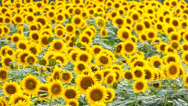 ರೈತರಿಗೆ ಬಂಪರ್, ಹೆಸರುಕಾಳು, ಸೂರ್ಯಕಾಂತಿಗೆ ಬೆಂಬಲ ಬೆಲೆ 