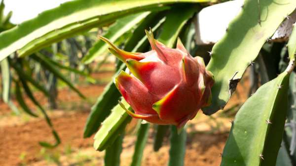 ಉಪ ಮುಖ್ಯಮಂತ್ರಿ ಜಮೀನಿನಲ್ಲಿ ಬೆಳದ ಹಣ್ಣು ದುಬೈಗೆ ರಫ್ತು 
