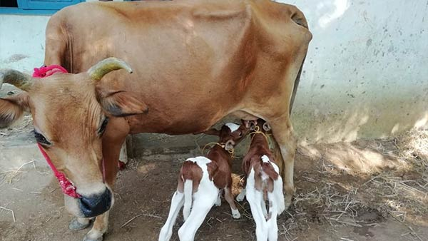 ಮತ್ತೆ ಸಂಕಷ್ಟಕ್ಕೆ ಸಿಲುಕಿದ ಕರ್ನಾಟಕ ಹೈನುಗಾರಿಕೆ ವಲಯ 