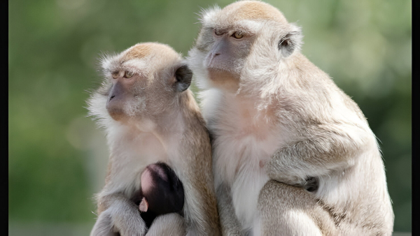 ಬೆಂಗಳೂರಿನಲ್ಲಿ ಕೋತಿ ಮತ್ತು ಹಾವುಗಳ ಕಾಟ; ಎಲ್ಲಿ ಗೊತ್ತಾ?