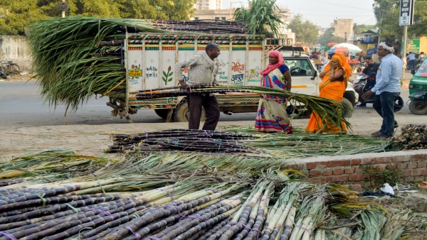 ಈ ಬಾರಿ ಸಂಕ್ರಾಂತಿಗೆ ದುಬಾರಿಯಾಯ್ತು ಕಬ್ಬಿನ ಬೆಲೆ! 