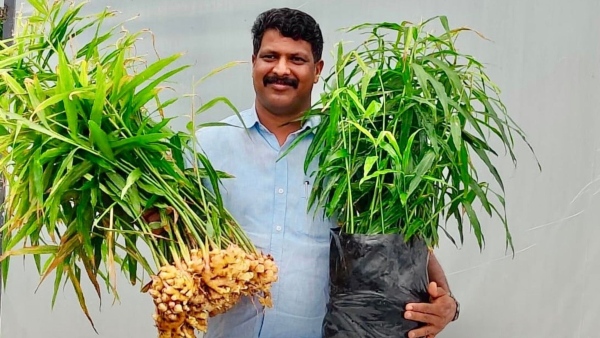 ಶುಂಠಿ ಬೆಳೆಗೆ ಹೊಸ ಐಡಿಯಾ: ಲಕ್ಷ- ಲಕ್ಷ  ಆದಾಯ ಗಳಿಸಿದ ಕೇರಳದ ರೈತ