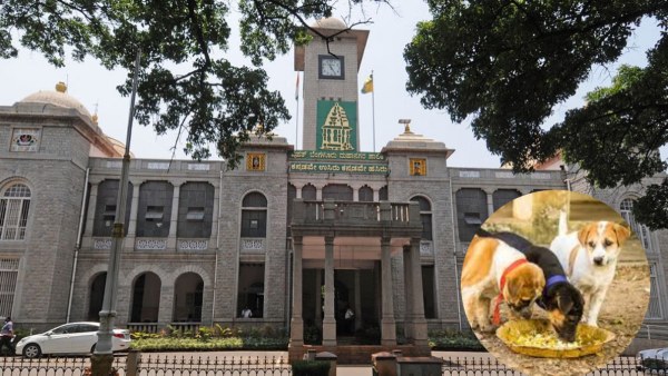 ಬೀದಿ ನಾಯಿಗಳಿಗೆ 'ಚಿಕನ್ ರೈಸ್' ಬಿರಿಯಾನಿ ಇಲ್ಲ
