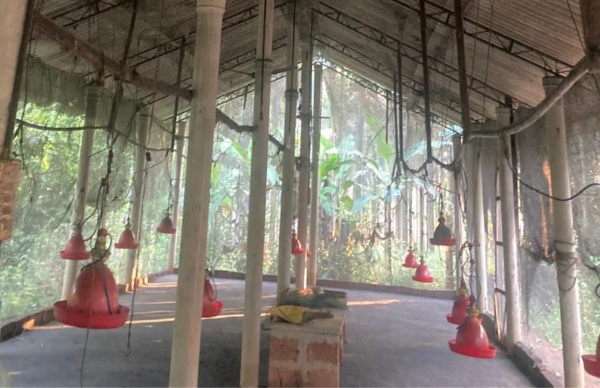 ಕೋಳಿ ಸಾಕಾಣಿಕೆ ಮೂಲಕ  ಲಕ್ಷಗಟ್ಟಲೆ ಸಂಪಾದನೆ!