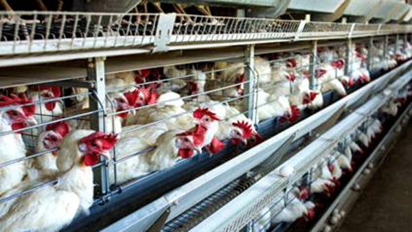 ಭಾರತ ಸೇರಿ 40 ದೇಶಗಳಿಂದ ಸೌದಿಗೆ ಹೋಗಲ್ಲ ಕೋಳಿ ಮಾಂಸ, ಮೊಟ್ಟೆ! ಯಾಕೆ?