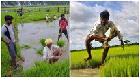  നെൽകൃഷി ചെയ്താൽ പണം സർക്കാർ അക്കൗണ്ടിലിട്ട് തരും; വയലുടമകൾക്ക് റോയൽറ്റി..പുതിയ പദ്ധതി