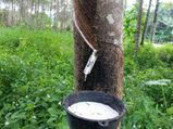 റബ്ബര്‍ ഇറക്കുമതി കുറഞ്ഞു, ആഭ്യന്തര വിപണിയില്‍ വന്‍ ഡിമാന്‍ഡ്; നിരക്ക് 170ന് മുകളില്‍