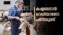 'പണിയെടുത്താൽ പണം കോഴിയും ആടും കൊണ്ട് തരും', സർക്കാർ കൂടെ നിൽക്കും; മുതൽമുടക്ക് കുറഞ്ഞ ലാഭം കൂടിയ പദ്ധതികൾ