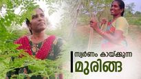 'മുരിങ്ങയിൽ നിന്ന് വർഷത്തിൽ 12 ലക്ഷം രൂപ വരുമാനം', പെണ്ണൊരു പൊന്നാകുന്നത് ഇങ്ങനെ 