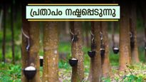 കേരളത്തിന്റെ റബ്ബർ മേഖല തകരുന്നു? ടാപ്പിംഗ് അവസാനിപ്പിച്ച് കർഷകർ: ടയർ വിലയെ ബാധിക്കുമോ?
