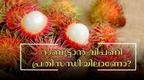 റംബൂട്ടാൻ വിപണി പ്രതിസന്ധിയിലാണോ? വിൽപ്പന വില ഉയർന്നിട്ടും കേരളത്തിലെ കർഷകർക്ക് ലാഭമില്ല