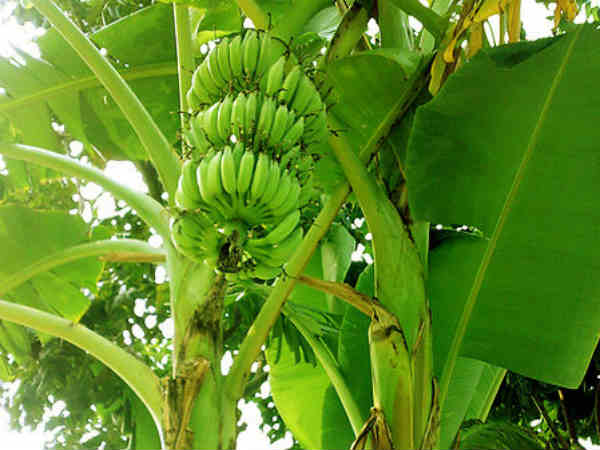 കാലാവസ്ഥ വില്ലന്‍