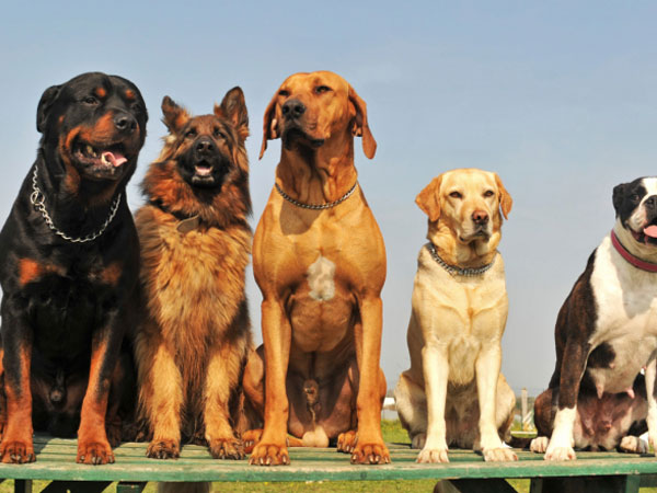 പശുവിനെ മാത്രമല്ല പട്ടിയെ വരെ വാങ്ങാം