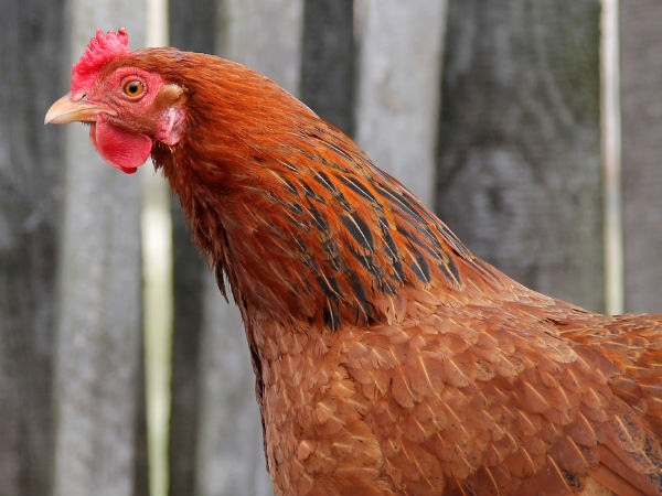 കോഴിയ്ക്ക് നികുതി ഇല്ല