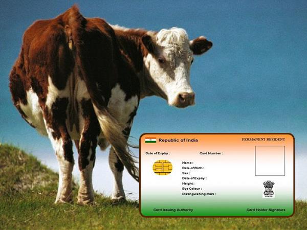 പ്രതിമാസം 7.5 ലക്ഷം കന്നുകാലികൾ