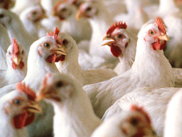 ചെറുകിട കോഴി ഫാം